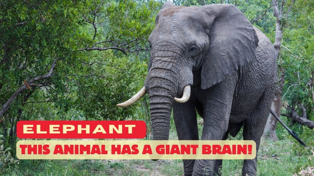 Elephant Facts 🐘 | The Smartest & Strongest Land Animal on Earth