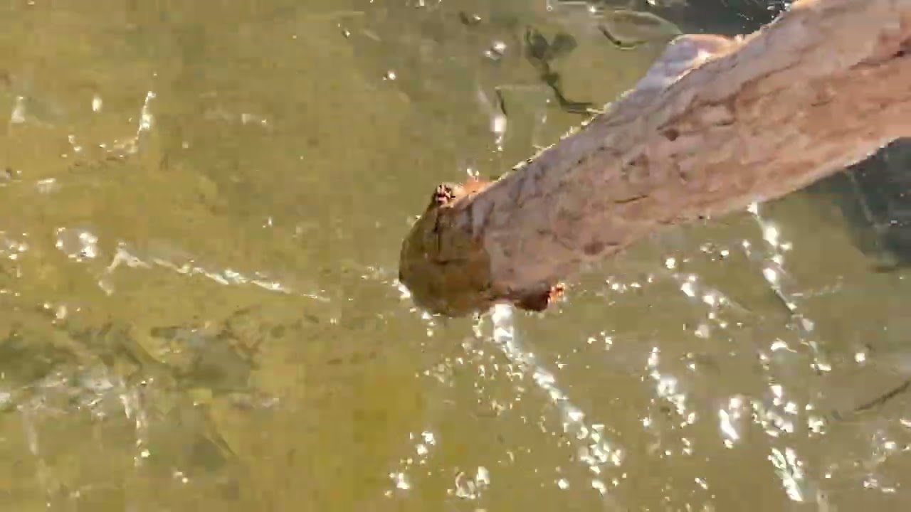 Наледь на моём водосборном бассейне
