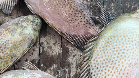 Dụng cụ chuyên dùng cho con cá dò , cá dìa và cá nâu Lh 0934 826491 được trợ giúp :