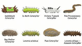 Every Venomous Caterpillar in the World Explained