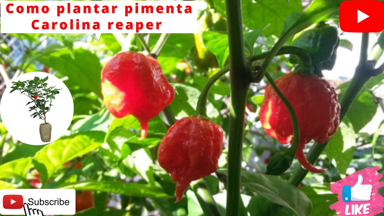 como plantar pimenta Carolina reaper #pimentacarolinareaper