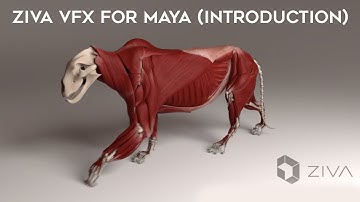 Introduction to ZIVA VFX for Maya | Puppeteer Lounge Training Workshop | 3D Rigging Tutorial