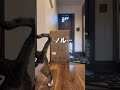 育て方間違えたヌコpart2