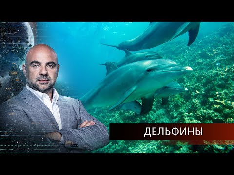 Дельфины. "Как устроен мир" с Тимофеем Баженовым. 05.04.2021