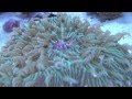 Plate Coral Feeding Time Lapse