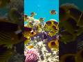Butterflyfish. #fish #snorkeling #shorts #underwater #sea #vitaliy6447         #egypt #marsaalam