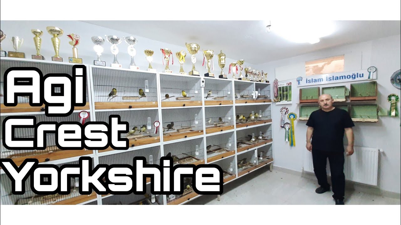 AGİ - CREST - YORKSHİRE KANARYALAR - PROFESYONEL YETİŞTİRİCİ İSLAM İSLAMOĞLU