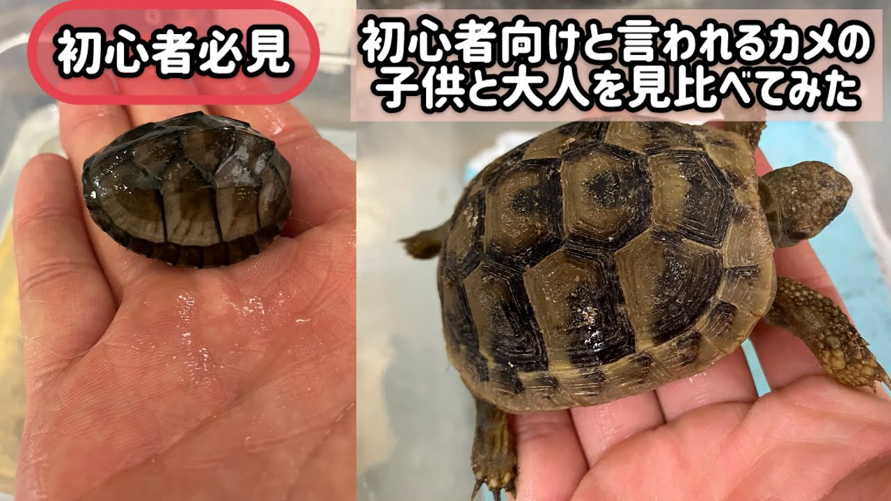 Must-See for Beginners] Comparing Baby and Adult Turtles, Often