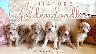 Adorable Mini Goldendoodles || Charmin & Wallace || 4 wks || #dallasminigoldendoodlepuppiesforsale