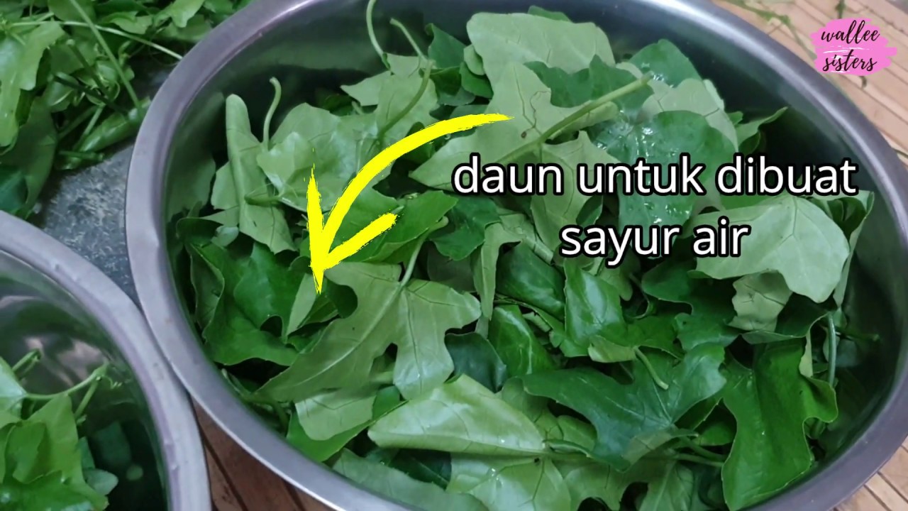 Sayur Air - Daun Pepasan (Daun Timun Padang) : Resepi #32