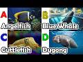 ABC phonics animals | ABC Sea Animals song | English and Animals for Kids #angelfishs