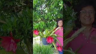 Grow Stunning Orchid Cactus at Home! #gardening #epiphyllum #cactusorchid