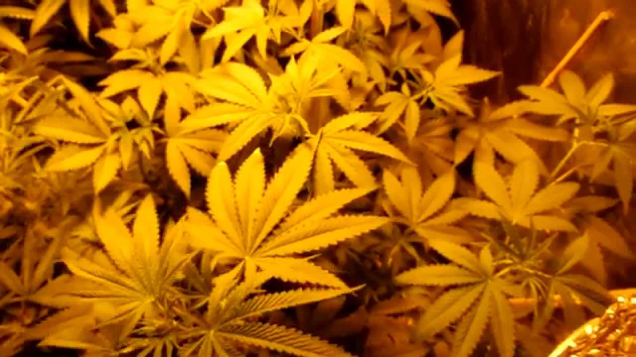 SFVOGxOrtega Update 11