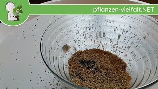 Recurved Amaranth/Foxtail - Seed Harvesting Experiment - 13-15 July 2018