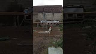 Kepak  Kepak Sayap Ayam Berkokok