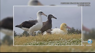 Community input wanted on Midway seabird protection project