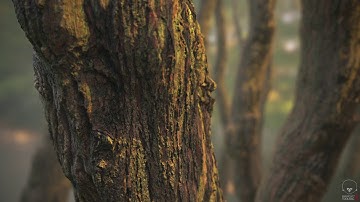 Material - Tiling Bark