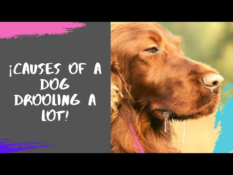 Video: 7 redenen waarom uw hond te veel kwijlt en waarom u zich zorgen moet maken