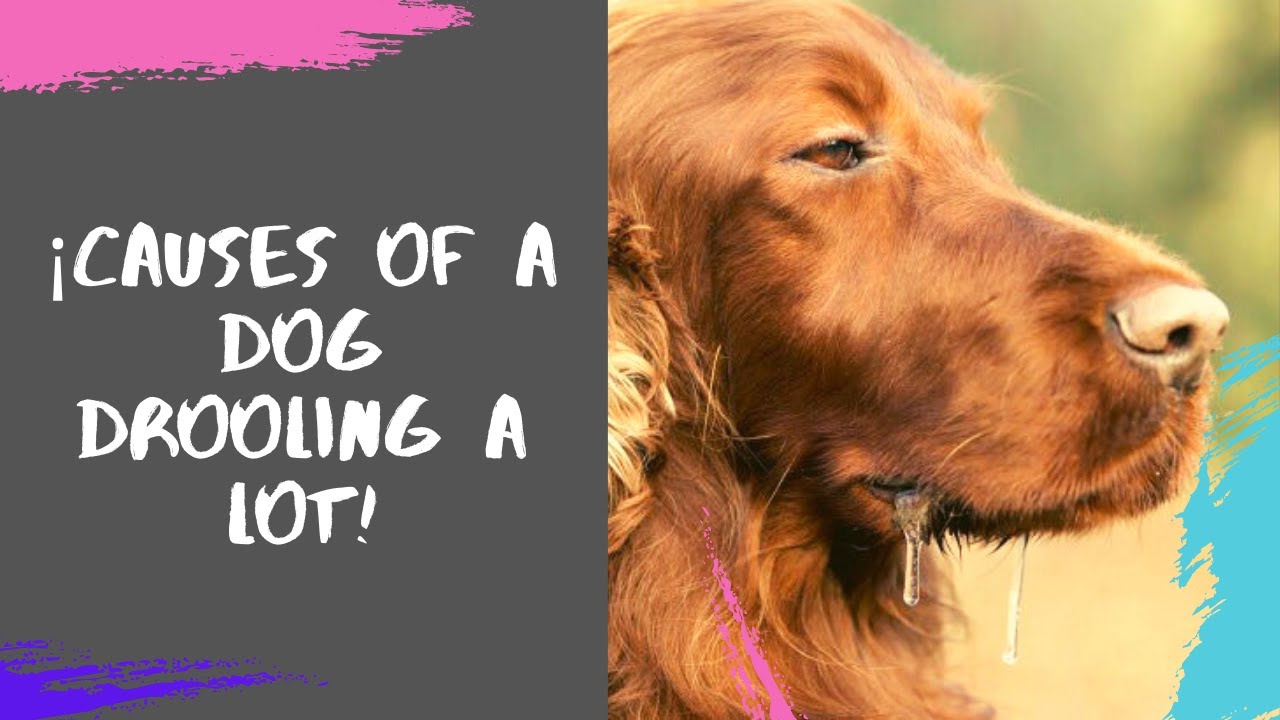 Can Anxiety Cause Drooling In Dogs?