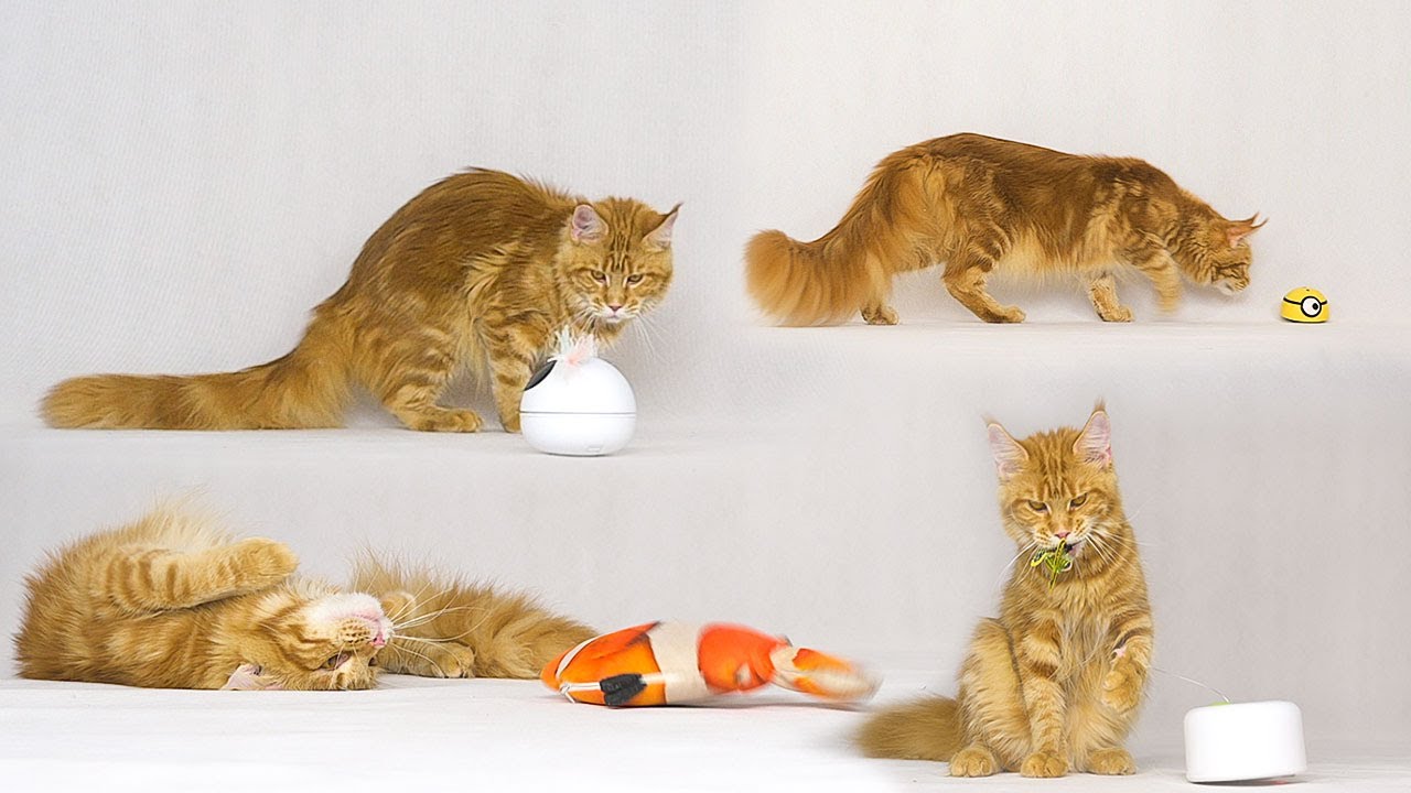 Testing four different cat toys.