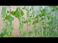 Grow long beans on the terrace high yield and delicious food