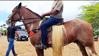 Os Melhores Cavalos de Altinho, cavalos de luxo os melhores preços de cavalo aqui #nordeste 