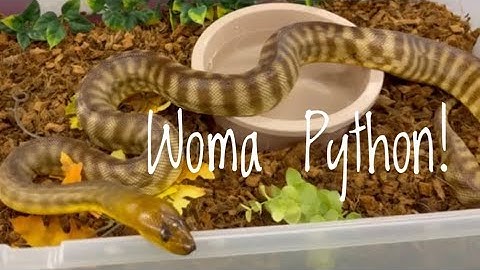 My Male Woma Python & Where He Came From