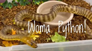 My Male Woma Python & Where He Came From Net Worth
