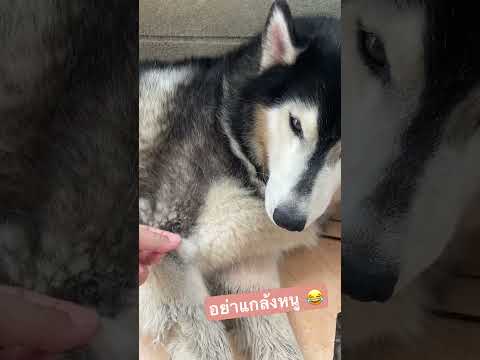 มามีณแกล้งหนูอีกแล้ว แฮปปี้นอนดีกว่า #สุนัข #husky #dog #siberianhusky