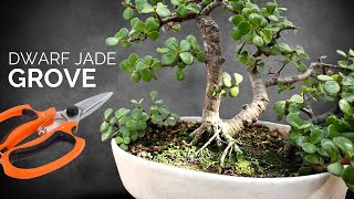 Pruning my 4 year old Dwarf Jade bonsai grove (Portulacaria afra)