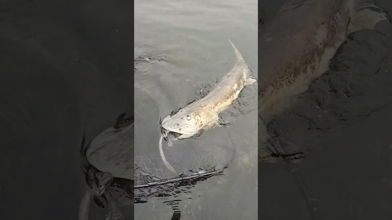 52.5" musky found dead from choking on a muskrat 