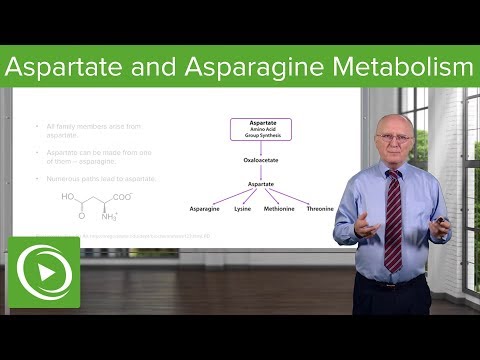 Aspartate Family and Asparagine Metabolism – Biochemistry | Lecturio
