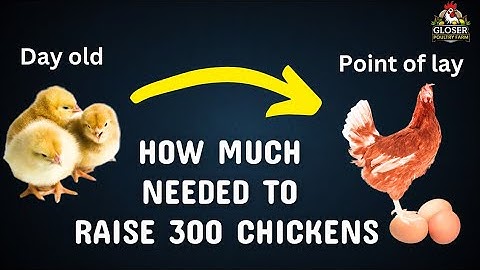 How Much Does It REALLY Cost to Raise 300 Layer Chickens? (Day-Old to 18 Weeks).