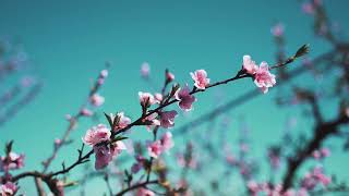 Pink aesthetic flowers - Copyright Free Videos