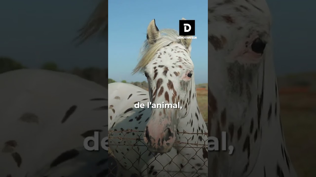 Un chasseur tue par erreur une jument de compétition à 30 000 euros !