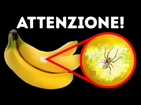 Video: 16 cose che non dovresti MAI dire alla faccia di un alano