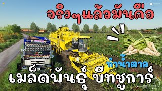 มาดูรถเก็บเกี่ยวบีทชูการ์กันต่อ ep.2   Farming Simulator 19 screenshot 4