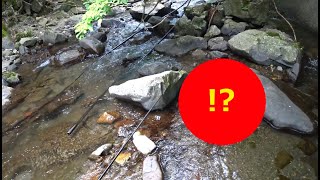 渓流釣りに行ったらヤバい生物に遭遇した!