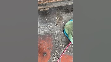 Bắt Rắn Mối nuôi làm PET😳#shorts #animals #pets #snake #foryou