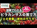 ピラカンサス（トキワサンザシ）の育て方 カインズ植物図鑑