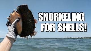 Snorkeling for sea shells. The Florida Keys has so many treasures (and critters)!