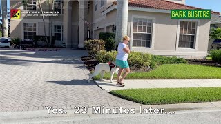 German Shepherd Dog STOPS pulling! by Bark Busters Home Dog Training Fort Myers 250 views 1 year ago 2 minutes