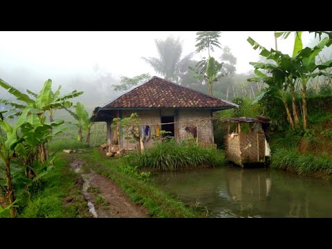 Video: Apa Yang Harus Dilakukan Dengan Anak-anak Di Pedesaan: 