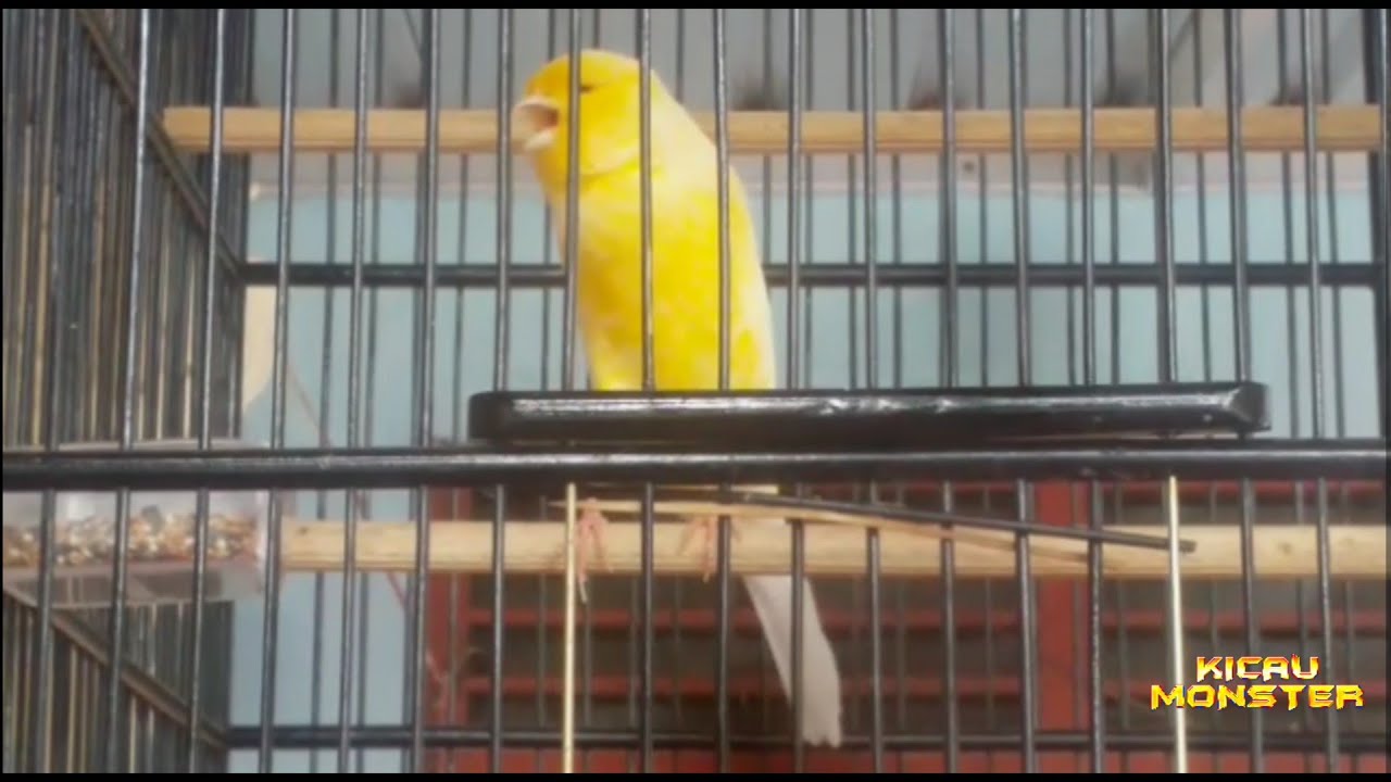 H1tl3rr Kenari Faba Sf By Kicau Monster