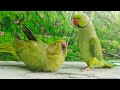 Talking Parrot Say Mithu Mithu |🎤🦜