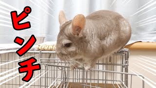 【ピンチ】高い所に登ったら想像よりも高くてパニックになるチンチラ  Chinchilla