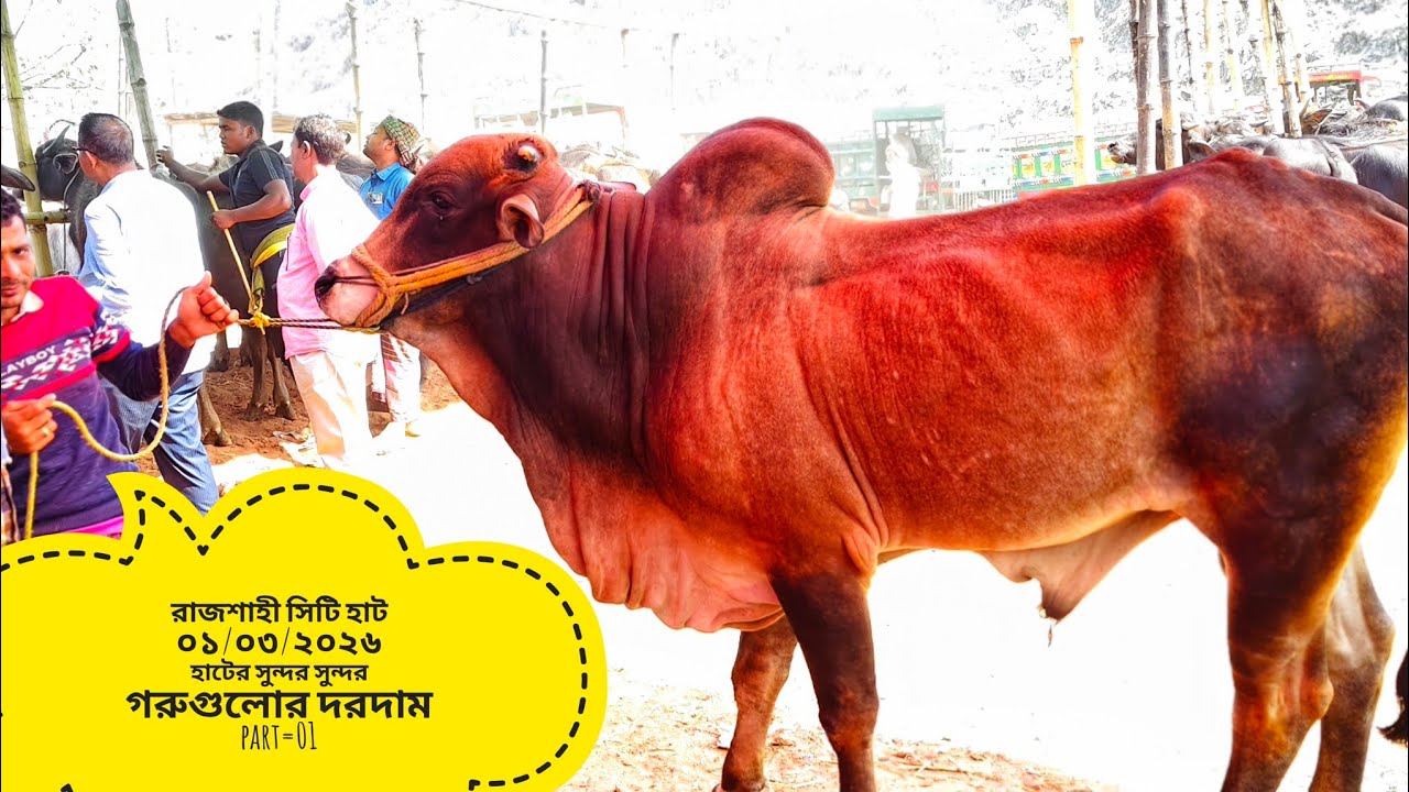 রাজশাহী সিটি হাট ০১/০৩/২০২৬ সুন্দর সুন্দর ষাড় গরুগুলোর দরদাম part=01