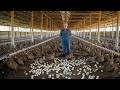 🐦Inside Premium Pheasant Farming: How Millions Are Raised for High-End Markets (Full Process ) 🌾💰