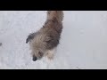 Продолжаем знакомить с нашими собачками. Грейси. Приют ДРУГ ЖИВИ. г Омск