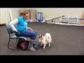 Clicks for Tricks at Canine Country Academy Clicks for Tricks at Canine Country Academy